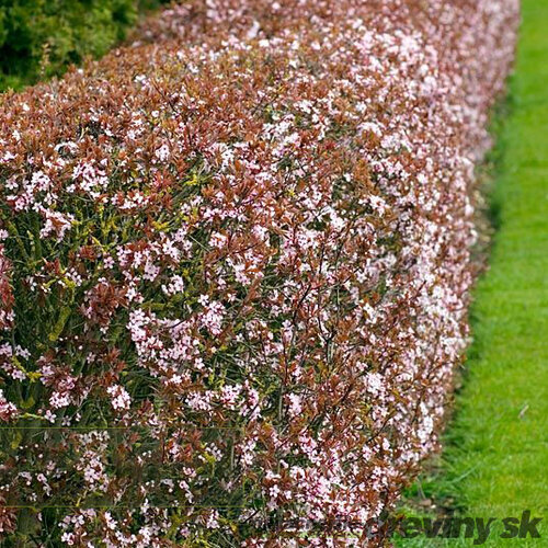 Slivka čerešňoplodá 80/100 cm, v črepníku Prunus cerasifera