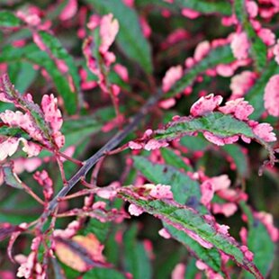Slivka čerešňoplodá Hessei, v črepníku 100/140 cm Prunus cerasifera Hessei