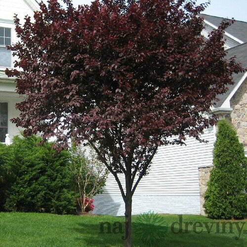 Slivka čerešňoplodá Nigra, 250/+cm, na kmienku 200 cm, obvod 6/8 cm, v črepníku Prunus cerasifera Nigra