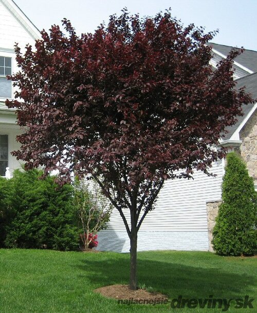 Slivka čerešňoplodá Nigra, 250/+cm, na kmienku 200 cm, obvod 6/8 cm, v črepníku Prunus cerasifera Nigra
