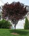 Slivka čerešňoplodá Nigra, 250/+cm, na kmienku 200 cm, obvod 6/8 cm, v črepníku Prunus cerasifera Nigra