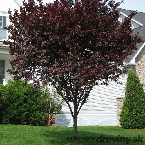 Slivka čerešňoplodá Nigra, 250/+cm, na kmienku 200 cm, obvod 6/8 cm, v črepníku Prunus cerasifera Nigra