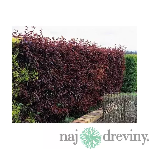Slivka čerešňoplodá Nigra, v črepníku 90/120 cm Prunus cerasifera Nigra