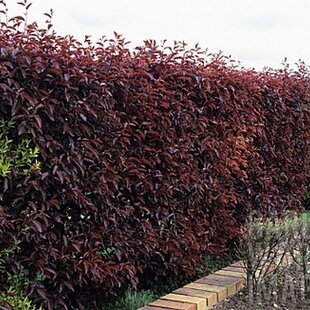 Slivka čerešňoplodá Nigra, v črepníku 90/120 cm Prunus cerasifera Nigra