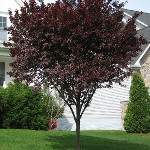 Slivka čerešňoplodá Nigra, výška 180/220 cm Prunus cerasifera Nigra