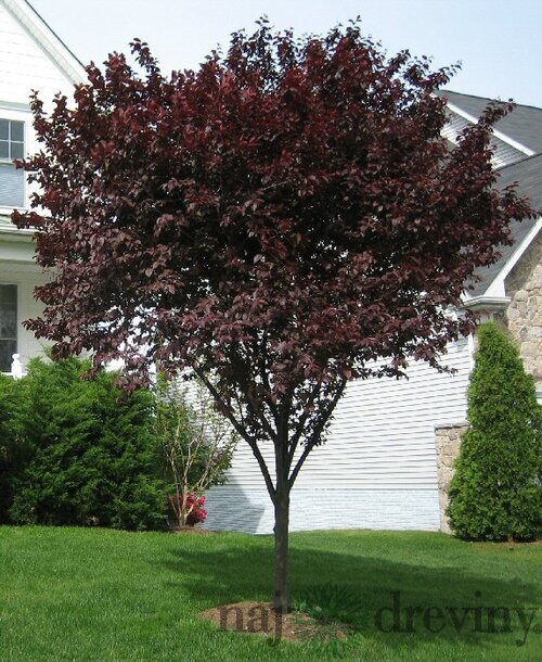 Slivka čerešňoplodá Nigra, výška 180/220 cm Prunus cerasifera Nigra