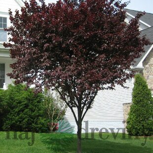 Slivka čerešňoplodá Nigra, výška 180/220 cm Prunus cerasifera Nigra