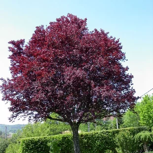 Slivka čerešňoplodá Pissardova na kmienku výška 250/300cm, obvod 6/8cm, v črepníku 25L Prunus cerasifera Pissardii