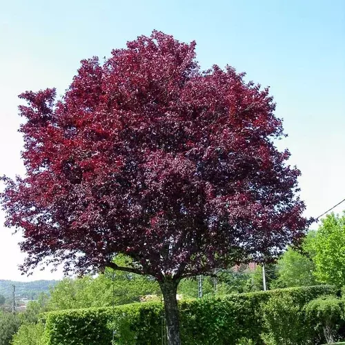 Slivka čerešňoplodá Pissardova na kmienku výška 250/300cm, obvod 6/8cm, v črepníku 25L Prunus cerasifera Pissardii