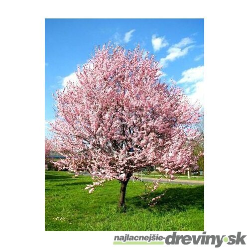 Slivka čerešňoplodá Pissardova, výška kmienku 200/220 cm, v črepníku Prunus cerasifera Pissardii