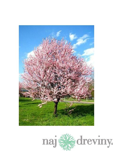 Slivka čerešňoplodá Pissardova, výška kmienku 200/220 cm, v črepníku Prunus cerasifera Pissardii