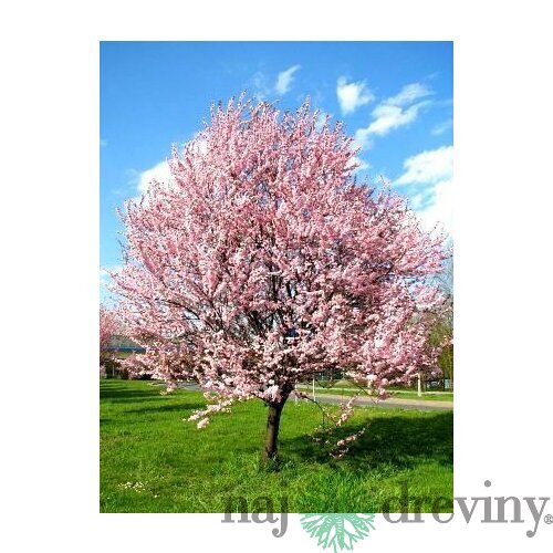 Slivka čerešňoplodá Pissardova, výška kmienku 200/220 cm, v črepníku Prunus cerasifera Pissardii