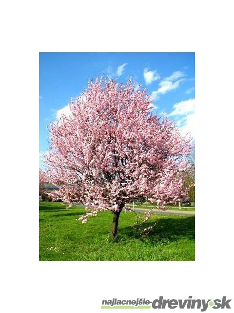 Slivka čerešňoplodá Pissardova, výška kmienku 200/220 cm, v črepníku Prunus cerasifera Pissardii