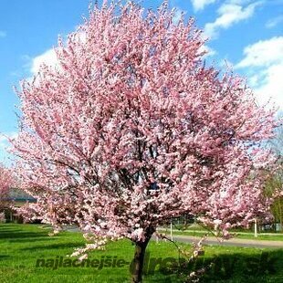 Slivka čerešňoplodá Pissardova, výška kmienku 200/220 cm, v črepníku Prunus cerasifera Pissardii