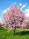 Slivka čerešňoplodá Pissardova, výška kmienku 200/220 cm, v črepníku Prunus cerasifera Pissardii