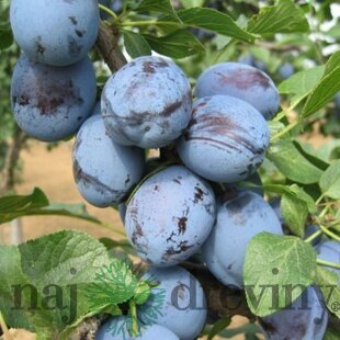 Slivka domáca ´ČAČANSKÁ LEPOTICA´, výška 140/180 cm, skorá, voľnokorenná, podpník Slivka Wangenheimova Prunus domestica