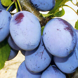 Slivka domáca ´ČAČANSKÁ LEPOTICA´, výška 140/180 cm, skorá, voľnokorenná, podpník VAVIT Prunus domestica Cacanska Lepotica