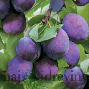 Slivka domáca Calypso,skorá, výška 140/180 cm, podpník Slivka Wangenheimova, 1-ročná, voľnokorenná Prunus domestica Calypso