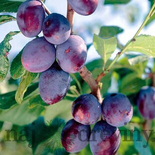 Slivka domáca EMPER, skorá, výška 140/180 cm, voľnokorenná, 1-ročná, podpník Slivka Wangenheimova Prunus domestica Emper