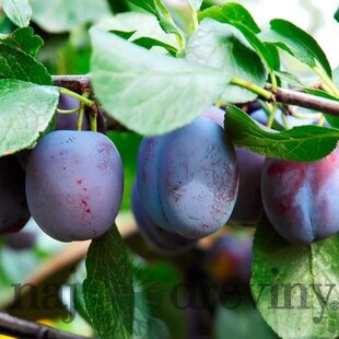 Slivka domáca POLINKA skorá, výška 140/180 cm, voľnokorenná, 1-ročná, podpník Alycza Prunus domestica POLINKA