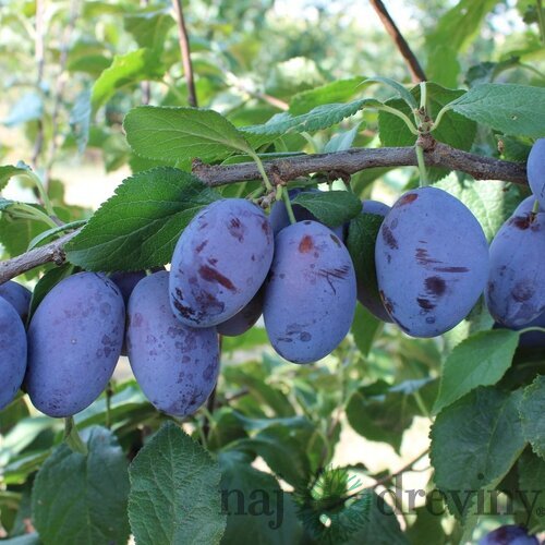 Slivka domáca TOPHIT, výška 140/180 cm neskorá, podpník Alycza, voľnokorenná Prunus domestica TOPHIT