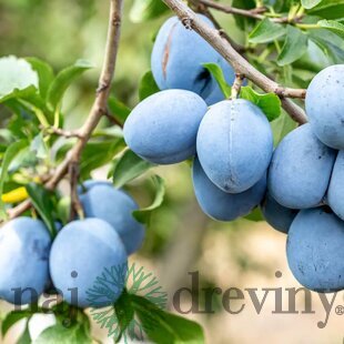 Slivka domáca Wegierka Zwykla, výška 140/180 cm, 1-ročná, podpník Slivka Wangenheimova, voľnokorenná Prunus domestica Węgierka Zwykła