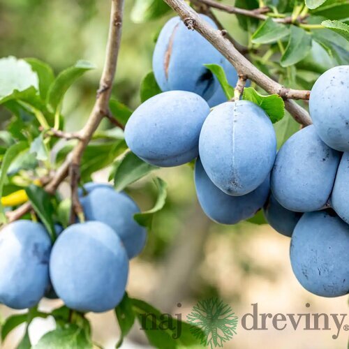 Slivka domáca Wegierka Zwykla, výška 140/180 cm, 1-ročná, podpník Slivka Wangenheimova, voľnokorenná Prunus domestica Węgierka Zwykła