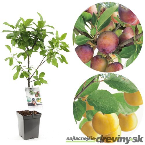 Slivka ‘Duo-Pruim‘, výška 180/200 cm, v črepníku P24, podpník slivka Wangenheimova Prunus domestica ‘Duo-Pruim‘