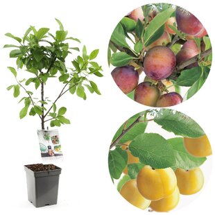 Slivka ‘Duo-Pruim‘, výška 180/200 cm, v črepníku P24, podpník slivka Wangenheimova Prunus domestica ‘Duo-Pruim‘