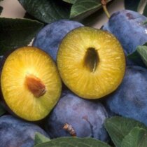 Slivka Herman skorá, výška 100/150 cm, v črepníku, podpník slivka Wangenheimova Prunus domestica