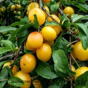 Slivka japonská Shiro, výška 100/150 cm, v črepníku, podpník slivka Wangenheimova Prunus japonica shiro