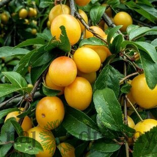 Slivka japonská Shiro, výška 100/150 cm, v črepníku, podpník slivka Wangenheimova Prunus japonica shiro
