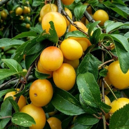 Slivka japonská Shiro, výška 100/150 cm, v črepníku, podpník slivka Wangenheimova Prunus japonica shiro