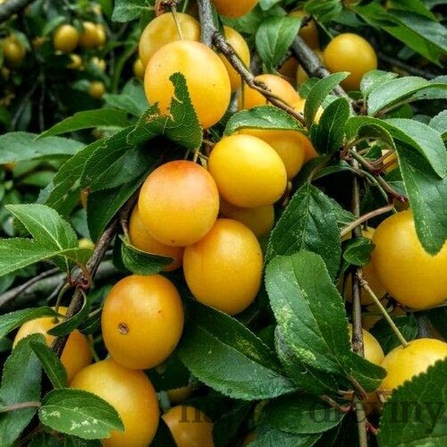 Slivka japonská Shiro, výška 140/180 cm, 1- ročná, voľnokorenná, podpník Alycza Prunus japonica Shiro