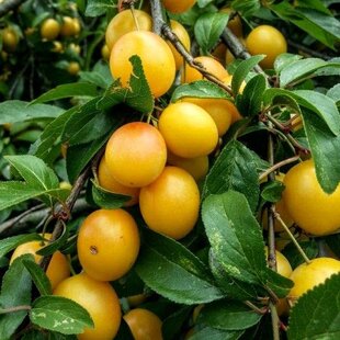 Slivka japonská Shiro, výška 140/180 cm, 1- ročná, voľnokorenná, podpník Alycza Prunus japonica Shiro