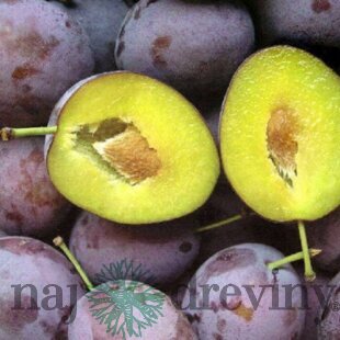 Slivka Katinka, podp. Slivka Wangenheimova, výška 140/180 cm, 2-ročná, voľnokorenná Prunus domestica Katinka