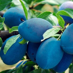 Slivka Maďarská dabrovická 160/180 cm, v kvetináči, podpník slivka Wangenheimova Prunus wiegierka dabrowicka