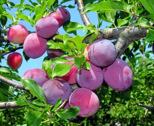 Slivka Maďarská obyčajná 160/180 cm v črepníku, podpník slivka Wangenheimova Prunus domestica