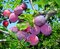 Slivka Maďarská obyčajná 160/180 cm v črepníku, podpník slivka Wangenheimova Prunus domestica
