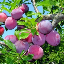 Slivka Maďarská obyčajná 160/180 cm v črepníku, podpník slivka Wangenheimova Prunus domestica