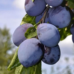 Slivka Maďarská obyčajná už rodiaca, 200/250 cm v črepníku 10l, podpník slivka Wangenheimova  Prunus domestica