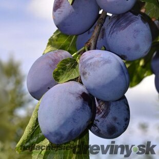 Slivka Maďarská obyčajná už rodiaca, 200/250 cm v črepníku 10l, podpník slivka Wangenheimova  Prunus domestica