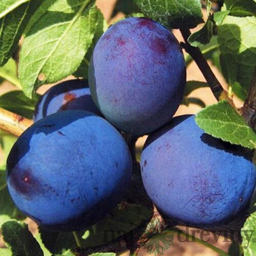 Slivka Maďarská obyčajná, voľnokorenná 2 ročná Prunus domestica