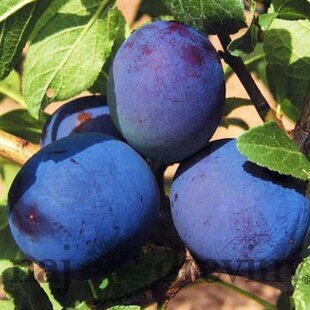 Slivka Maďarská obyčajná, voľnokorenná 2 ročná Prunus domestica