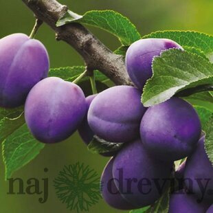 Slivka Maďarská obyčajná, výška 150/200 cm, v črepníku 7,5l, podpník slivka Wangenheimova Prunus domestica