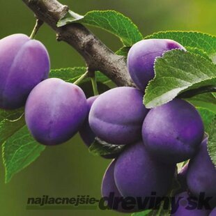 Slivka Maďarská obyčajná, výška 150/200 cm, v črepníku 7,5l, podpník slivka Wangenheimova Prunus domestica