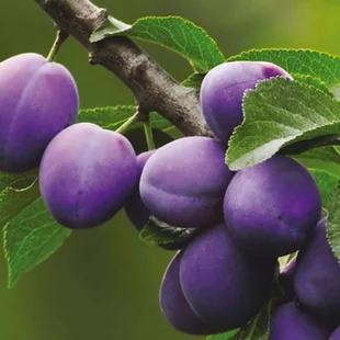 Slivka Maďarská obyčajná, výška 150/200 cm, v črepníku 7,5l, podpník slivka Wangenheimova Prunus domestica