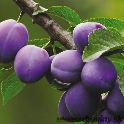 Slivka Maďarská obyčajná, výška 150/200 cm, v črepníku 7,5l, podpník slivka Wangenheimova Prunus domestica