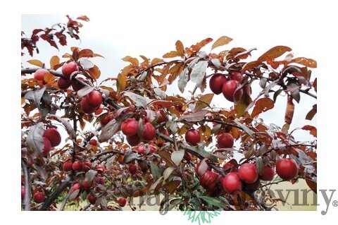 Slivka Mirabelka, 200+ cm, v črepníku Prunus mirabelle