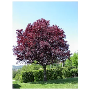 Slivka okrasná Nigra na kmienku 200/220 cm, v črepníku Prunus cerasifera Nigra